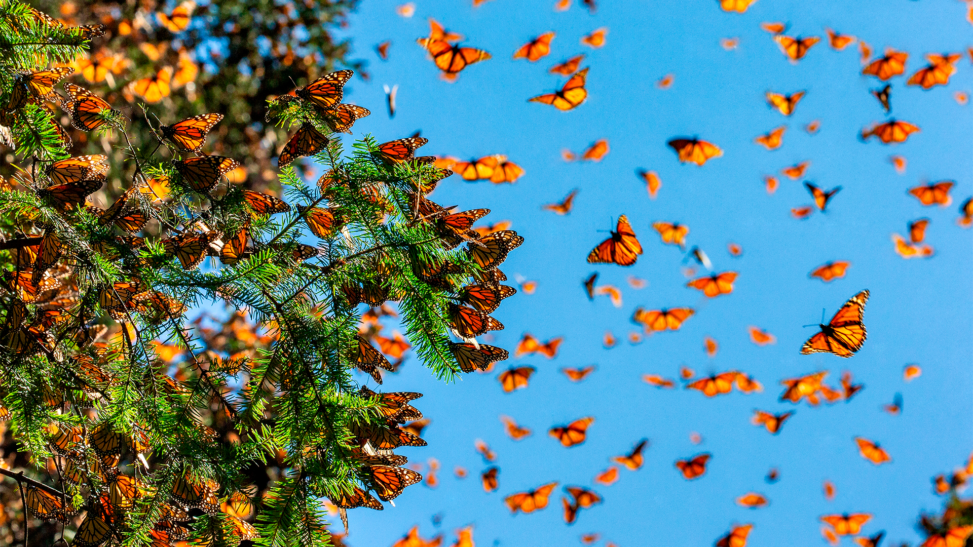 Mariposa Monarca durante su vuelo de migración en bosques mexicanos